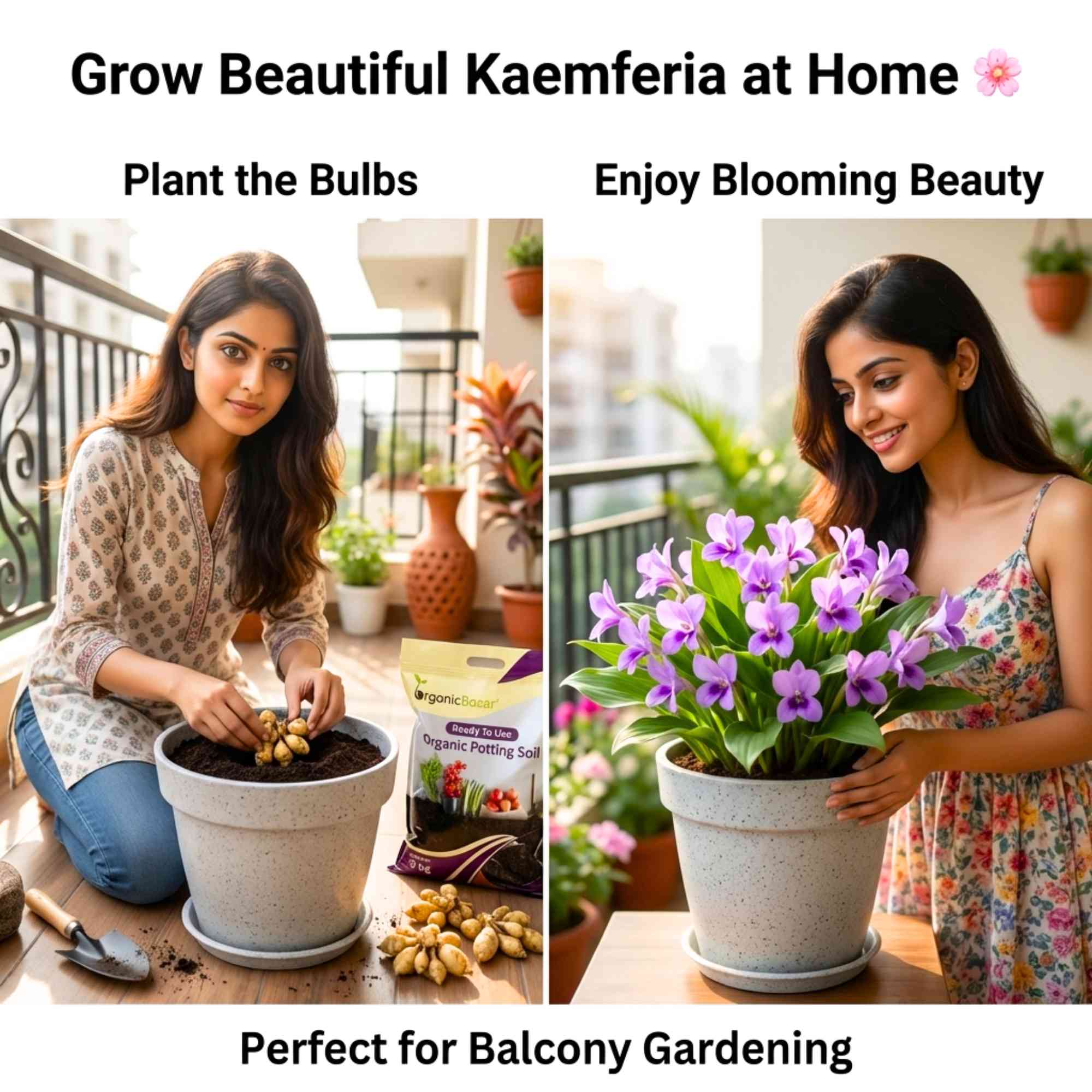 Kaempferia Flower Bulbs (05N) - Image 3