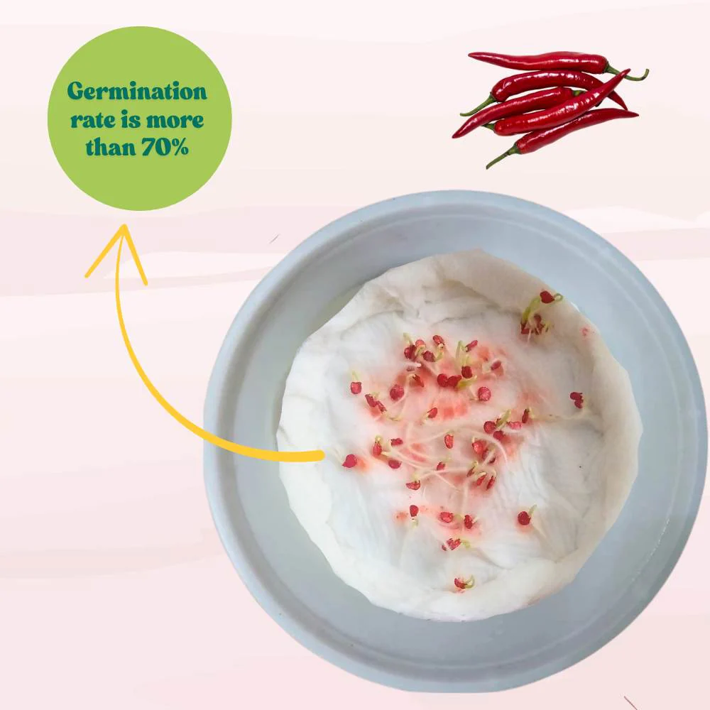 Kashmiri Chilli Seeds - (50 Seeds) High Yield | High Germination | Best for Home Gardens (Kashmiri Laal Mirch ke Beej / कश्मीरी मिर्च के बीज) - Image 6