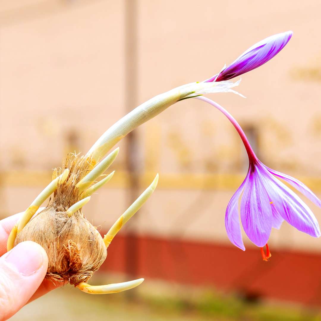 Kashmiri Saffron (Kesar) Bulbs 10N - Image 2