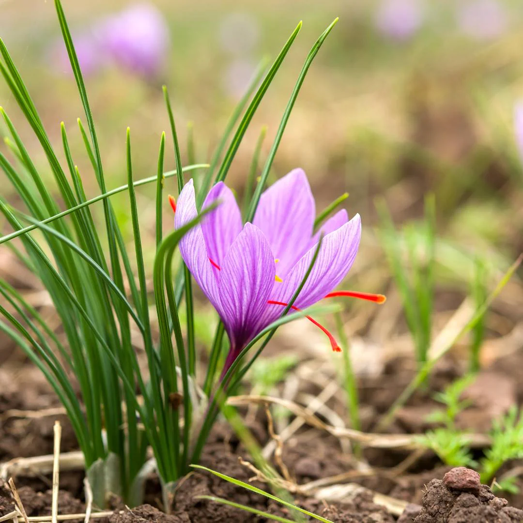 Kashmiri Saffron (Kesar) Bulbs 10N - Image 3