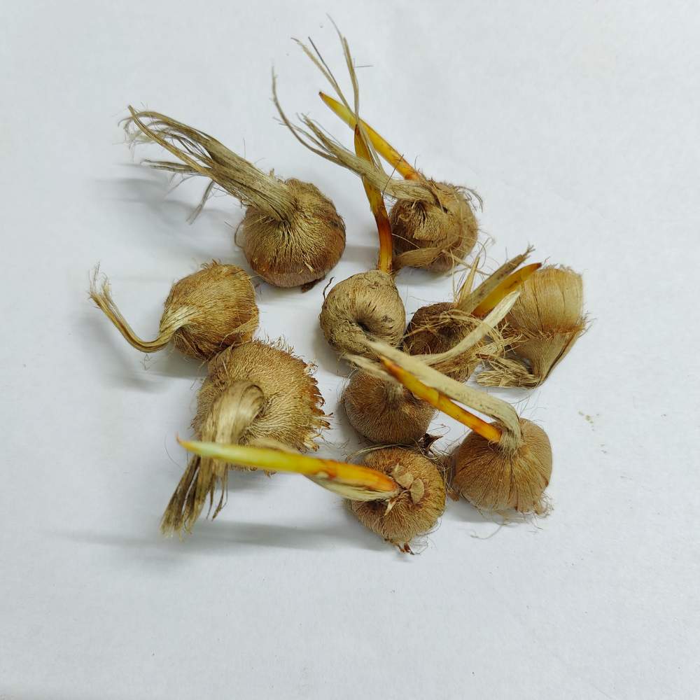 Kashmiri Saffron (Kesar) Bulbs 10N - Image 4