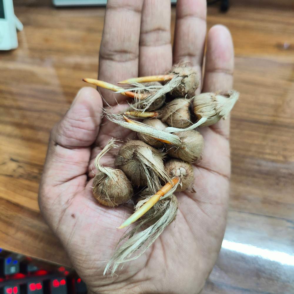 Kashmiri Saffron (Kesar) Bulbs 10N - Image 6