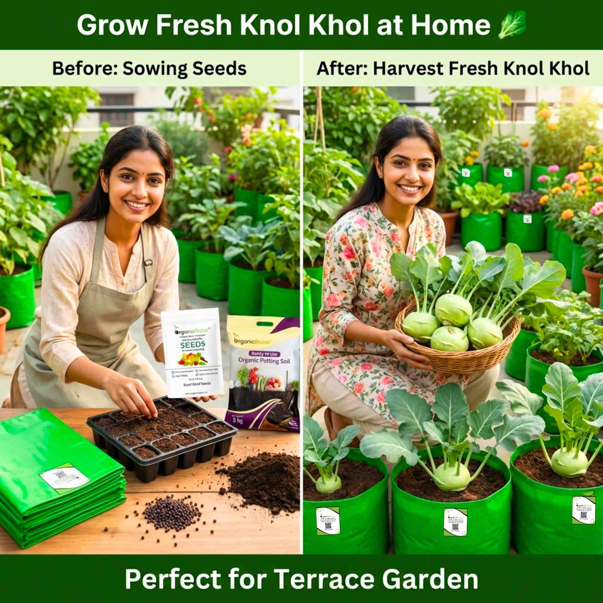 Knol Khol (kohlrabi) Seeds - 150N (Ganth Gobhi/गांठ गोभी के बीज) - Image 2