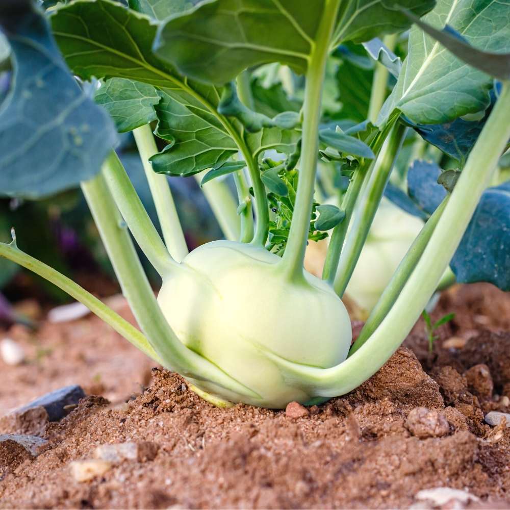 Knol Khol (kohlrabi) Seeds - 150N (Ganth Gobhi/गांठ गोभी के बीज) - Image 3