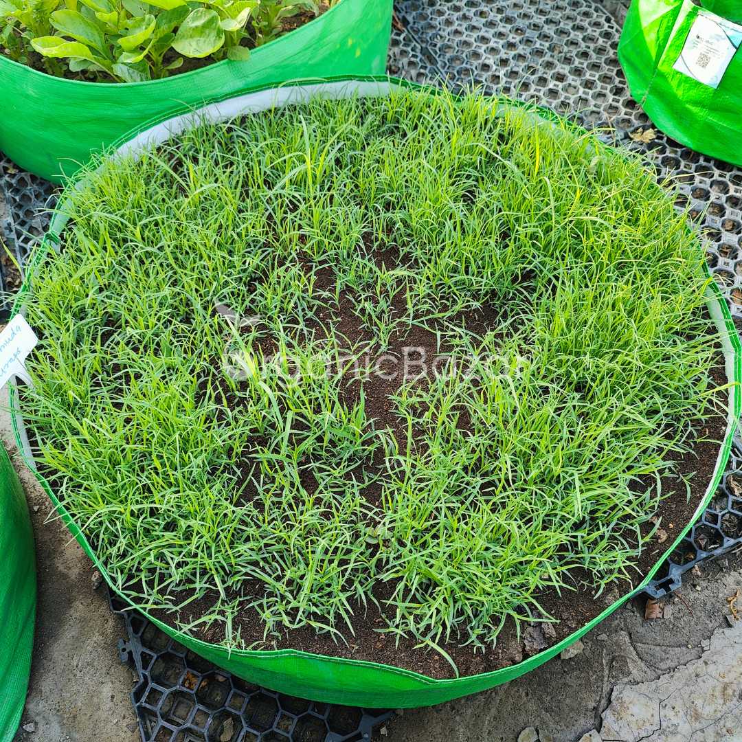 American Bermuda Grass Seeds For Lawn Garden (50g) - Image 4