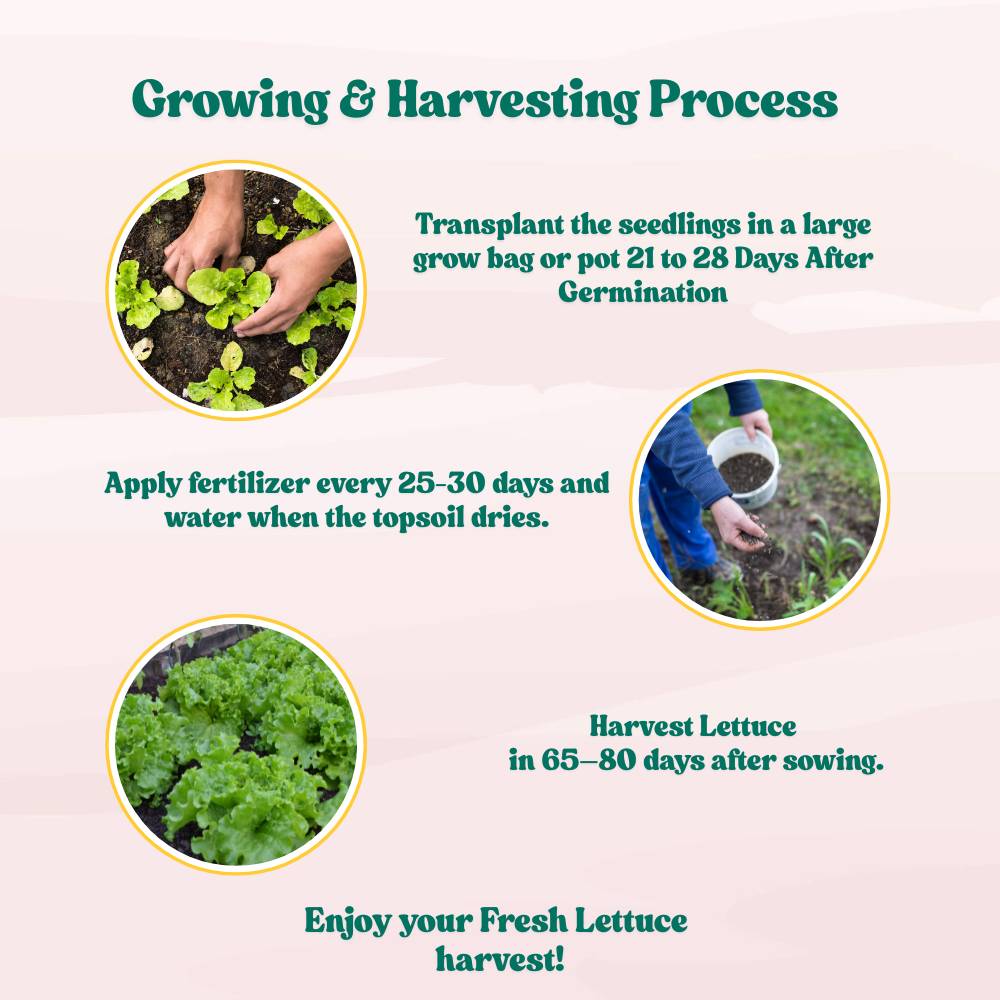 Lettuce Iceberg Seeds - 300 Seeds (Salad patta/सलाद पत्ता के बीज) Easy To Grow, High Germination, Leafy Vegetable Seeds for Balcony, Terrace Garden - Image 5