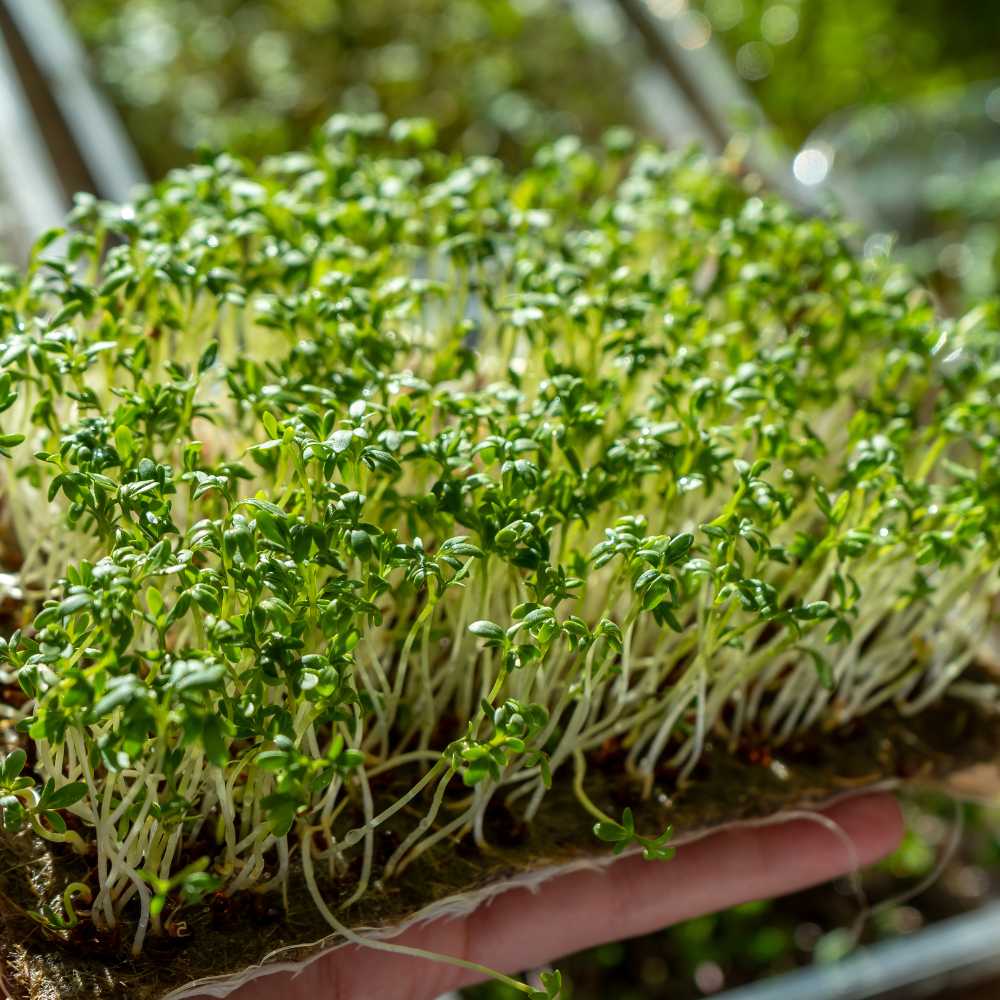Lettuce Microgreen Seeds (10g) - Image 2