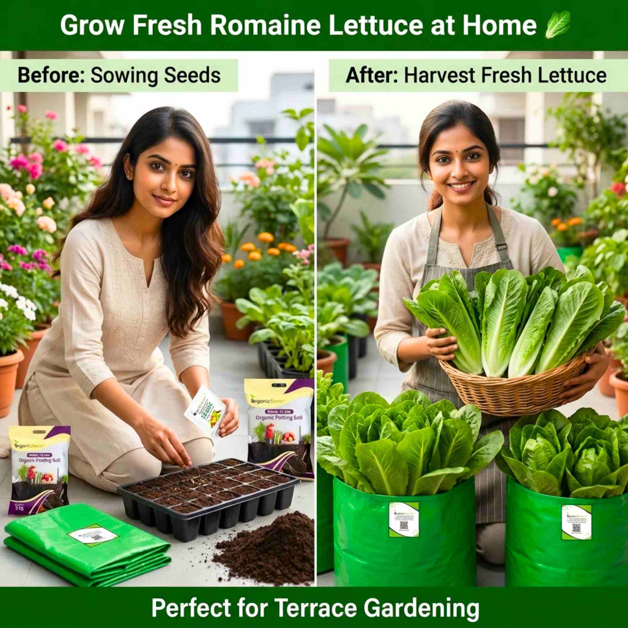 Romaine Lettuce Seeds (300 Seeds) Easy To Grow, High Germination, Leafy Vegetable Seeds for Balcony, Terrace Garden - Image 2