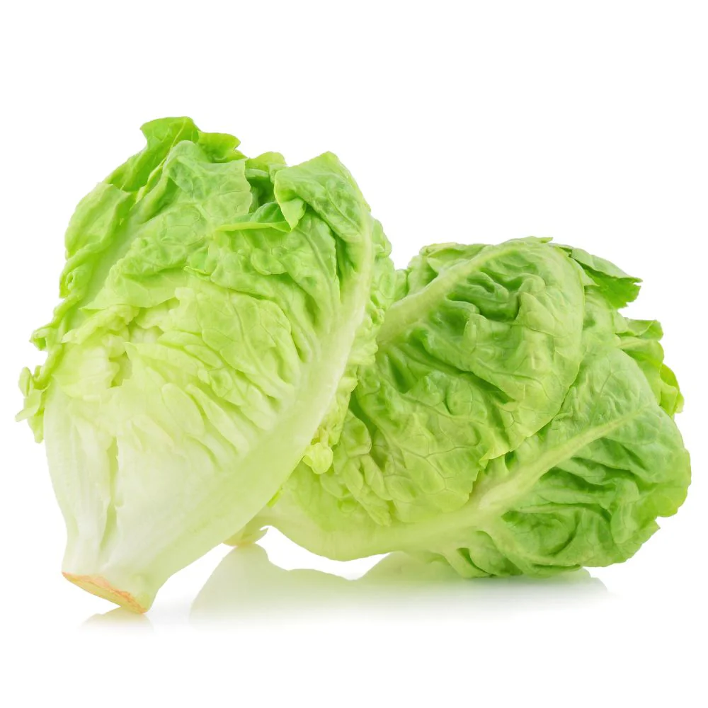 Romaine Lettuce Seeds (300 Seeds) Easy To Grow, High Germination, Leafy Vegetable Seeds for Balcony, Terrace Garden - Image 3