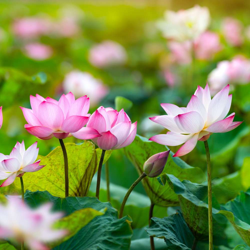 Lotus Flower Mixed Color Seeds - 20 Seeds (Kamal ke Beej/कमल के फूल के बीज) - Image 5