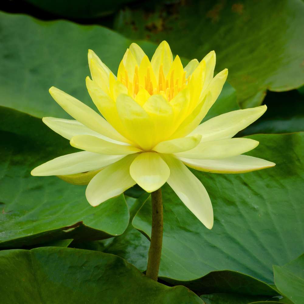 Lotus Flower Mixed Color Seeds - 20 Seeds (Kamal ke Beej/कमल के फूल के बीज) - Image 6
