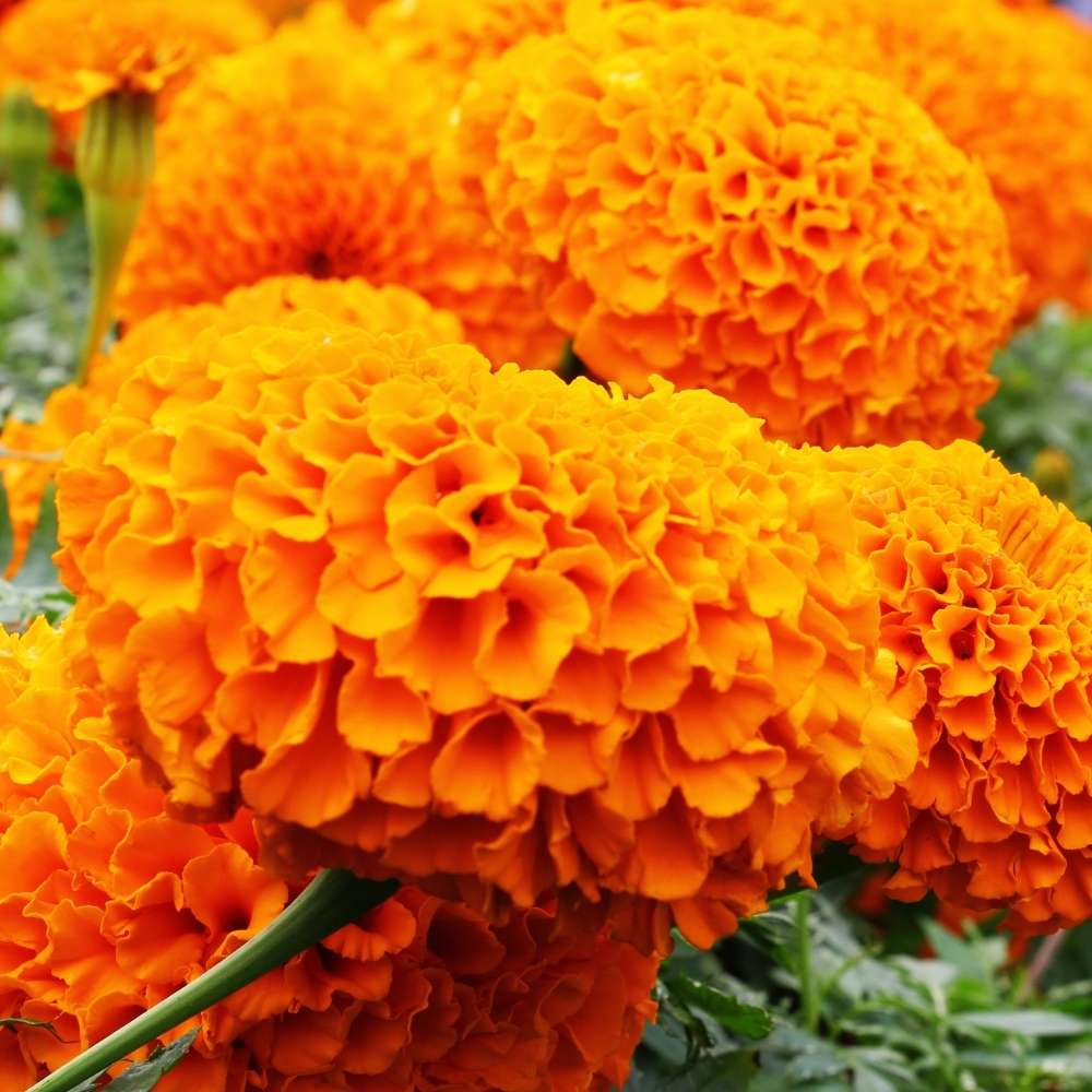 Marigold Double Dwarf Orange Seeds - 100 Seeds (Genda/ गेंदा के बीज) High Germination/ Easy To grow/ Perfect for pots, balconies, or Terrace gardens - Image 3