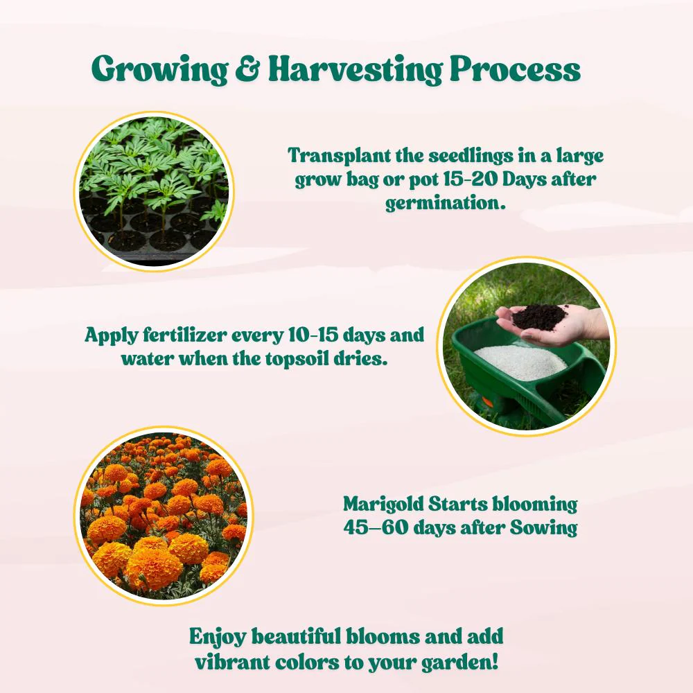 Marigold Double Dwarf Orange Seeds - 100 Seeds (Genda/ गेंदा के बीज) High Germination/ Easy To grow/ Perfect for pots, balconies, or Terrace gardens - Image 7