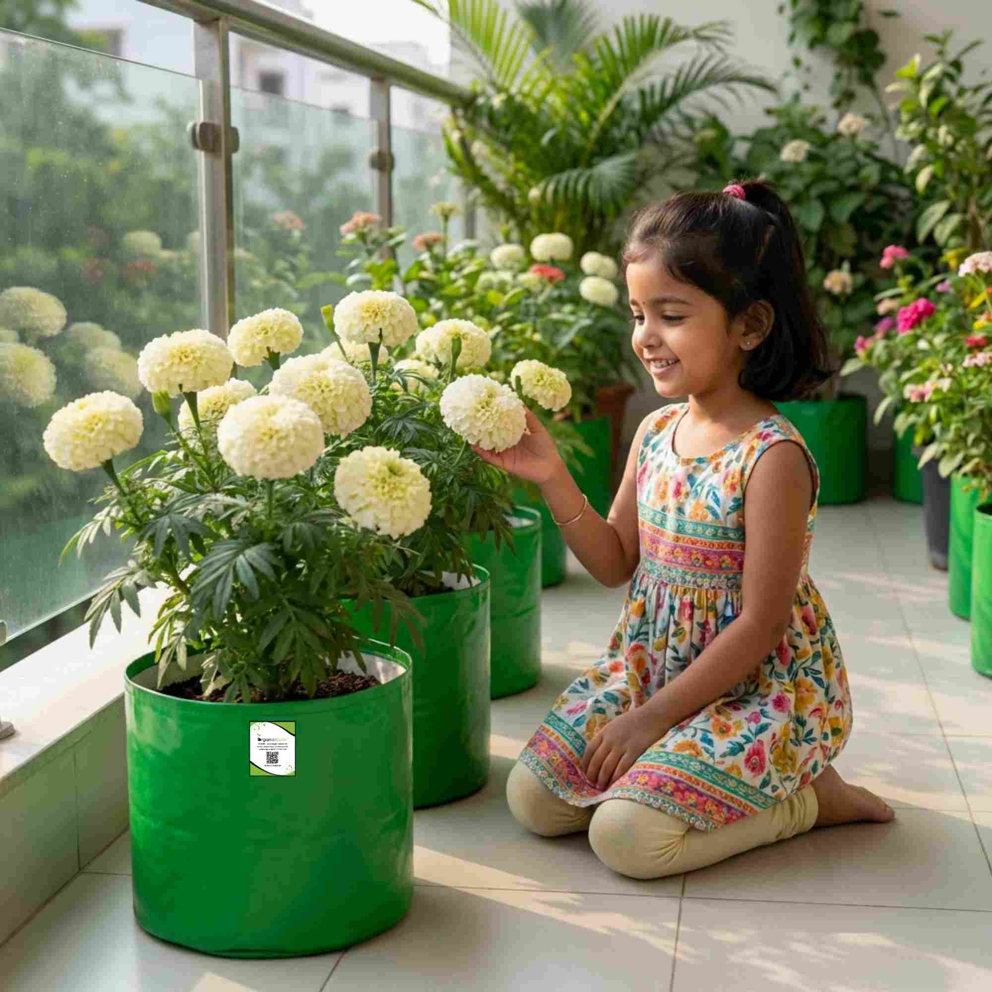 Marigold White Flower Seeds - 50 Seeds (Genda/ सफ़ेद गेंदा के बीज) High Germination/ Easy To grow/ Perfect for pots, balconies, or Terrace gardens - Image 3