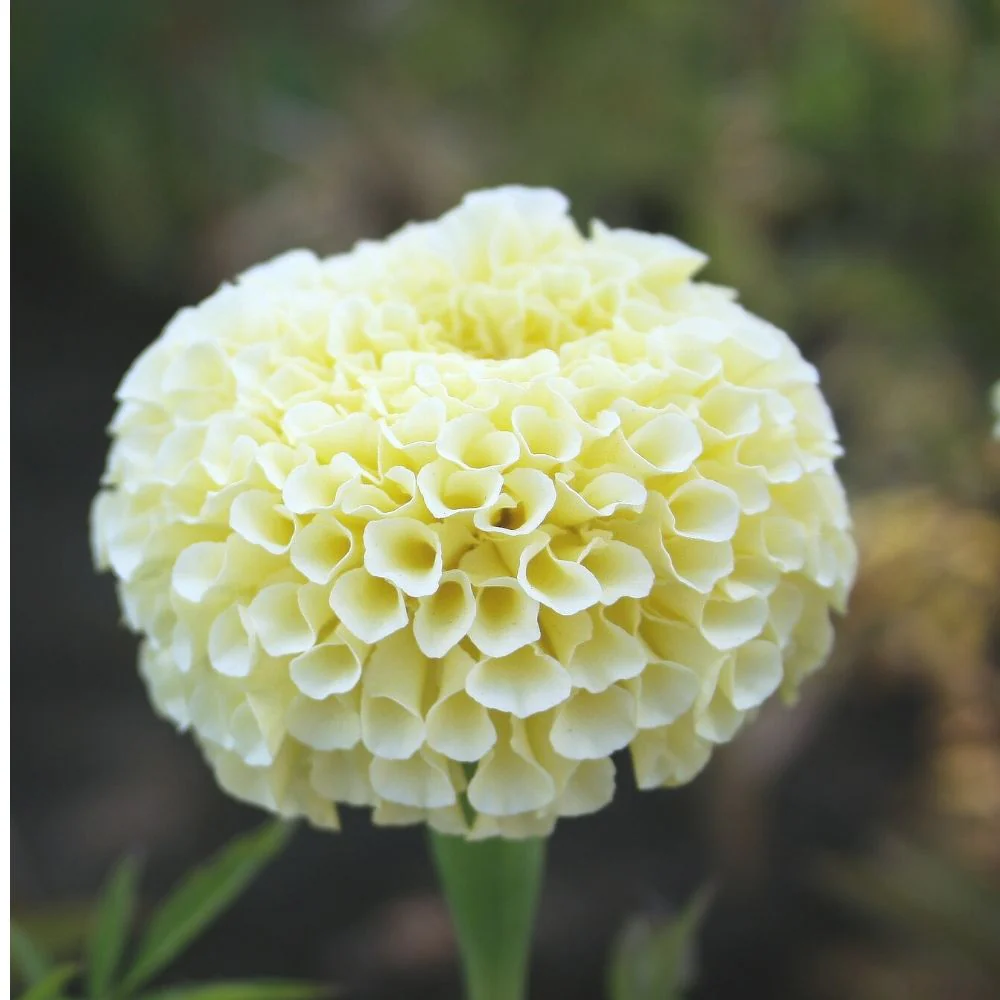 Marigold White Flower Seeds - 50 Seeds (Genda/ सफ़ेद गेंदा के बीज) High Germination/ Easy To grow/ Perfect for pots, balconies, or Terrace gardens - Image 4