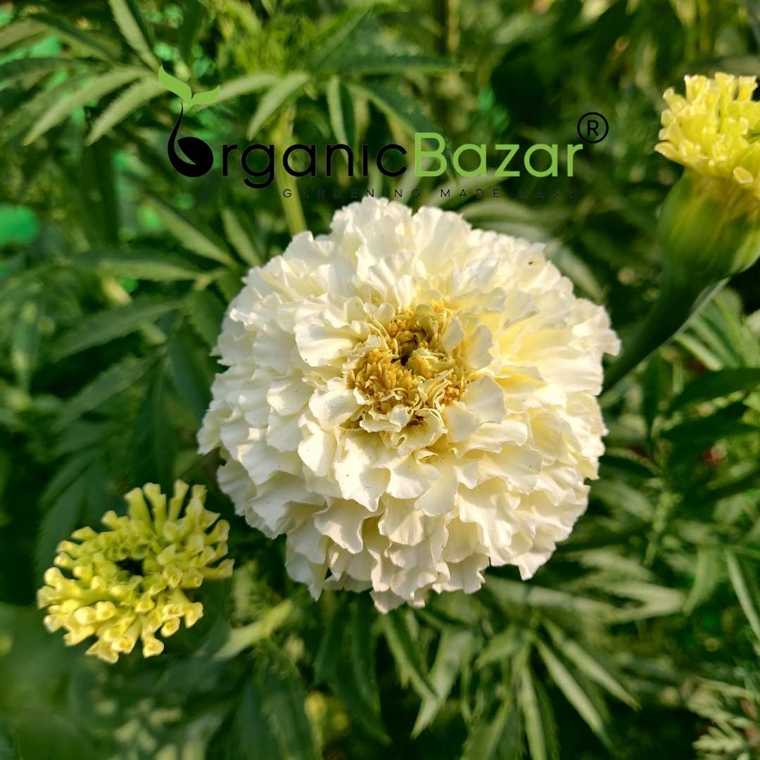 Marigold White Flower Seeds - 50 Seeds (Genda/ सफ़ेद गेंदा के बीज) High Germination/ Easy To grow/ Perfect for pots, balconies, or Terrace gardens - Image 5