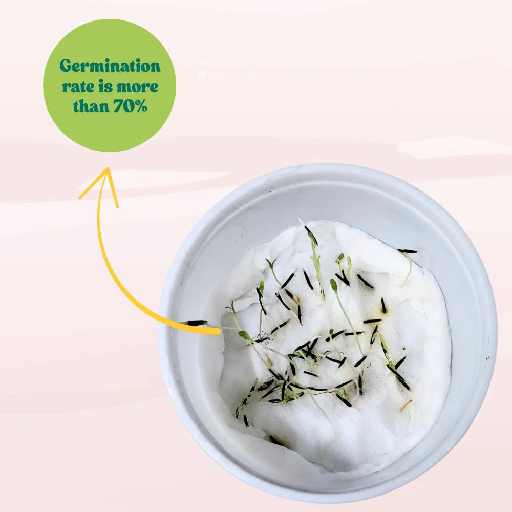 Marigold White Flower Seeds - 50 Seeds (Genda/ सफ़ेद गेंदा के बीज) High Germination/ Easy To grow/ Perfect for pots, balconies, or Terrace gardens - Image 7