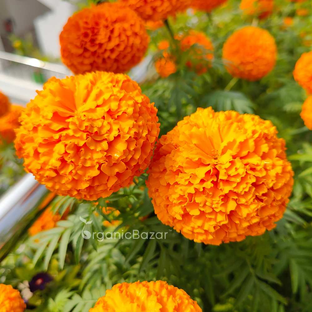 Marigold (Genda) Kolkata Round Ball Seeds - 50 Seeds (गेंदा के बीज) High Germination/ Easy To grow/ Perfect for pots, balconies, or Terrace gardens - Image 3
