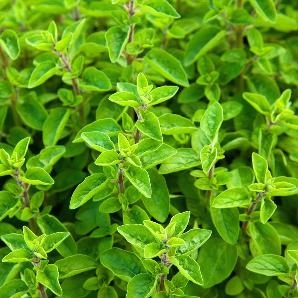 Marjoram Seeds (300 Seeds) High Germination/Perfect for pots, balconies, or Terrace gardens - Image 2