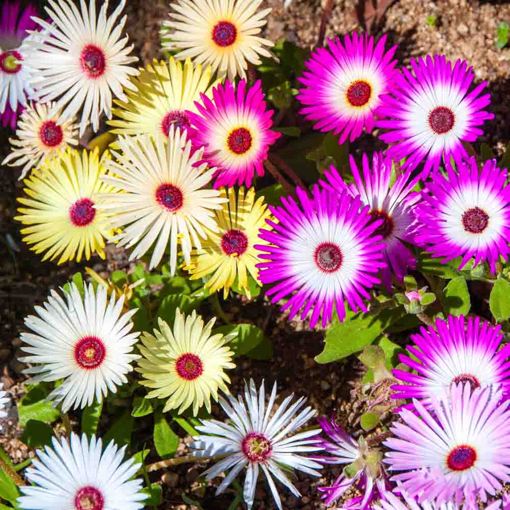 Mesembryanthemum Mix Seeds (400 Seeds) Easy To Grow, High Germination, Perfect for pots, balconies, or Terrace gardens - Image 2