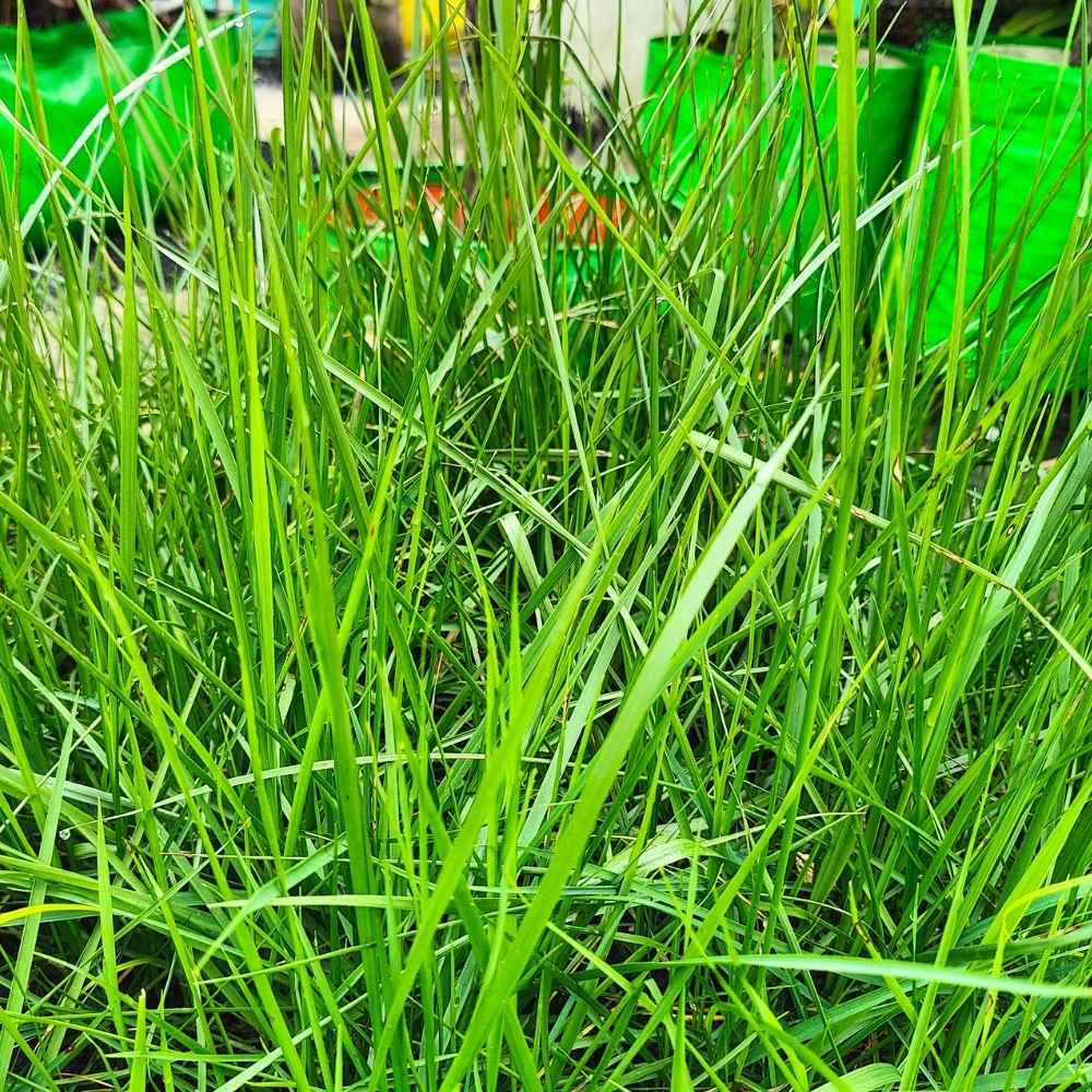 Mexican Lawn Grass Seeds For Lawn Garden (100g) - Image 4