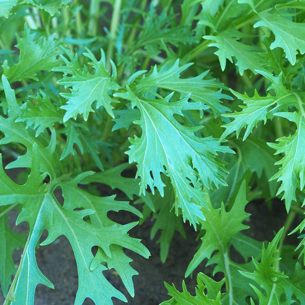 Mizuna Green Seeds (200 Seeds) - Image 2