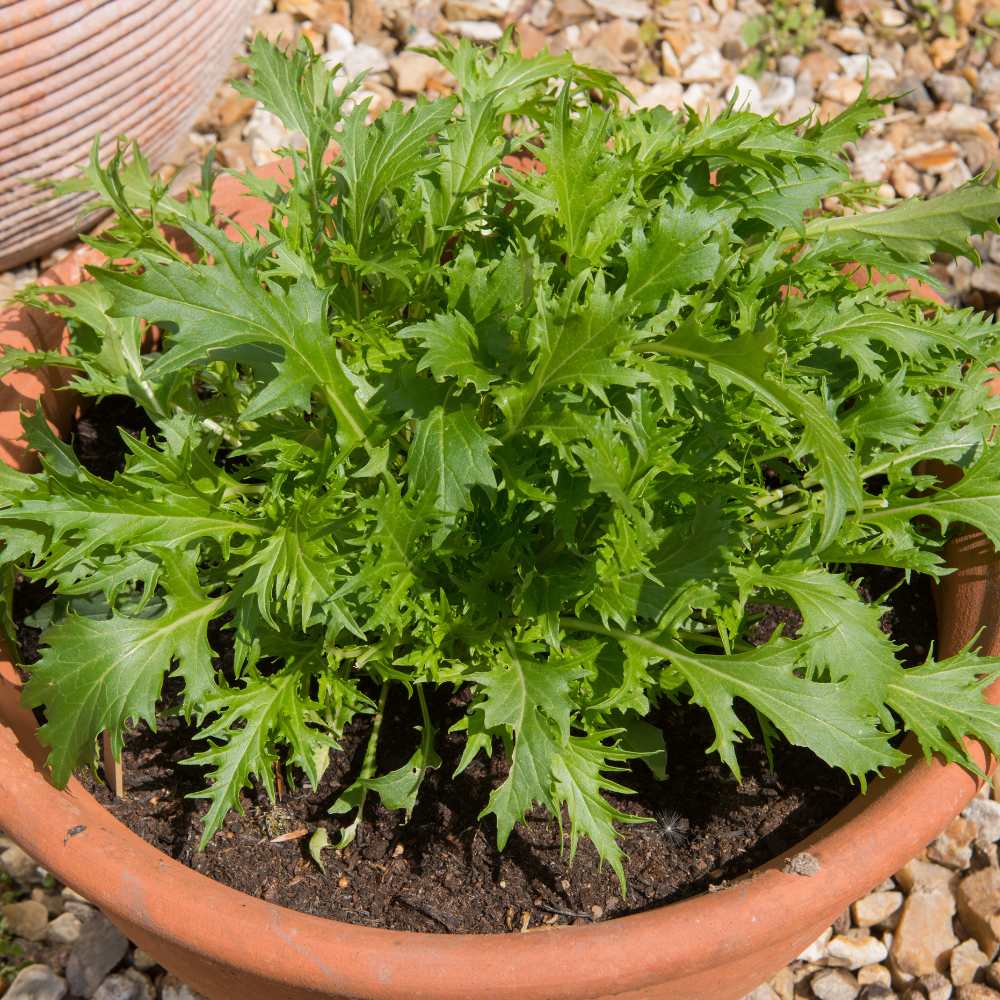 Mizuna Green Seeds (200 Seeds) - Image 3