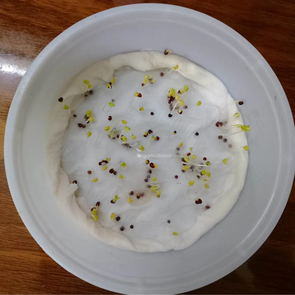 Mizuna Green Seeds (200 Seeds) - Image 5