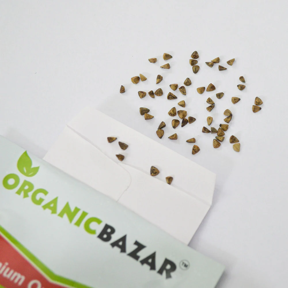 Molucella Bells of Ireland Seeds (50 Seeds) - Image 3