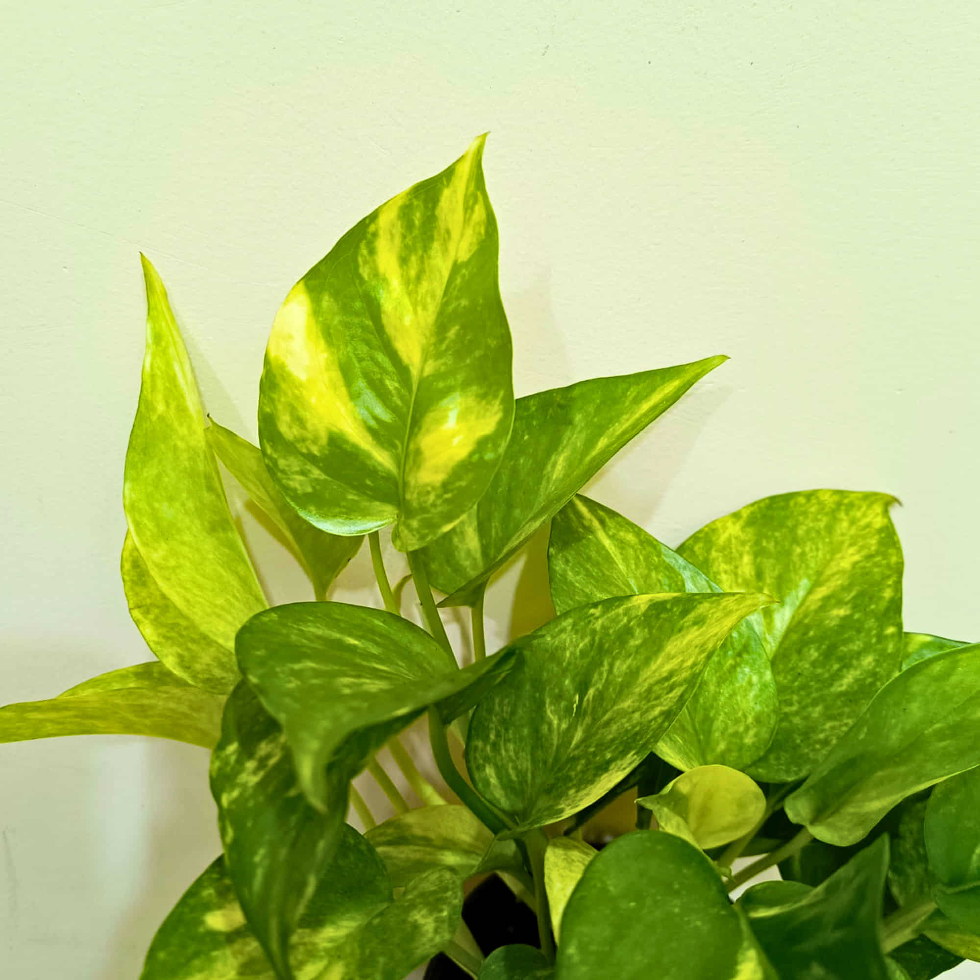 Money Plant Epipremnum Aureum 'Gold King' Live Plant | Air Purifying Indoor Pothos Plant | Ideal for Home & Office - Image 3