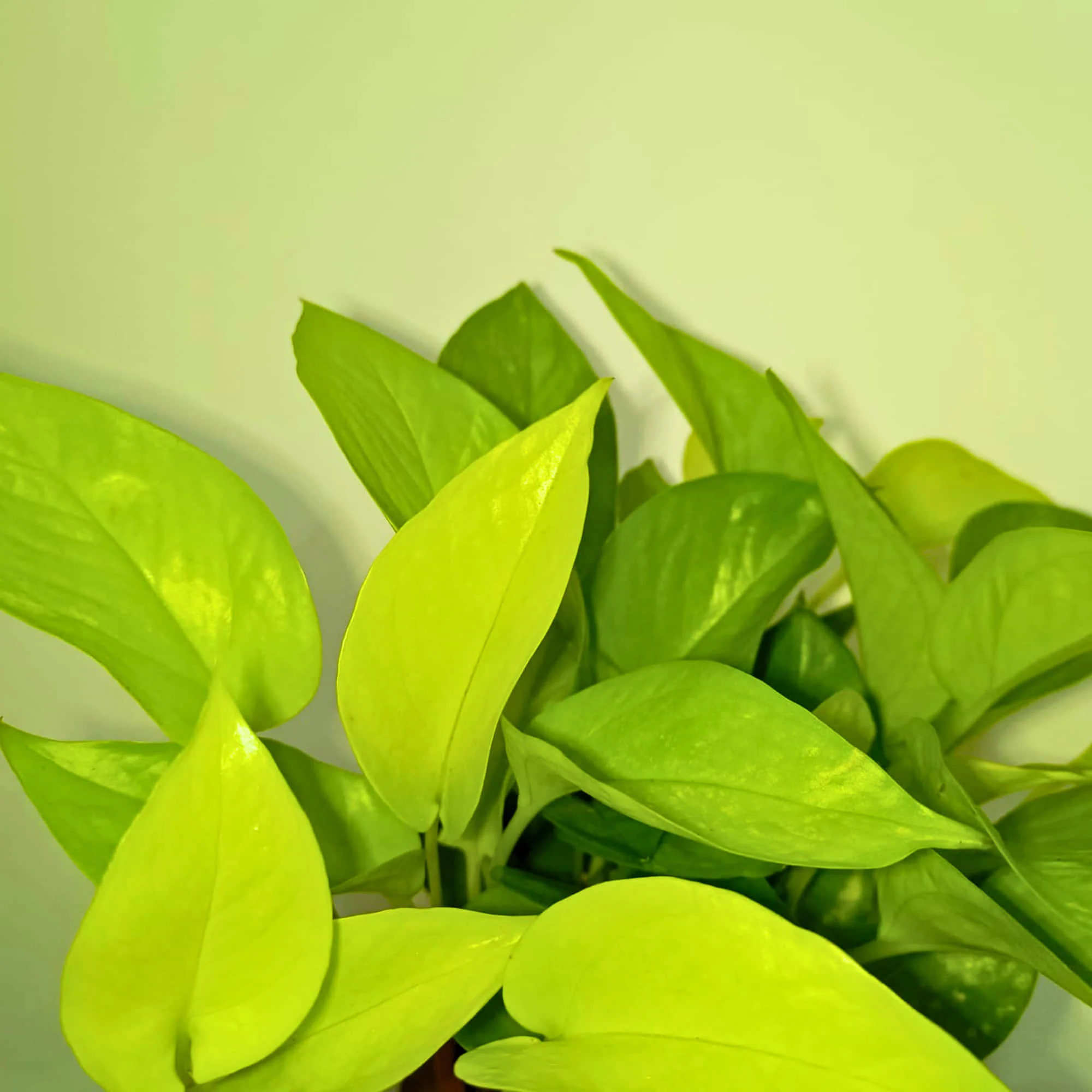 Money Plant Neon (Golden) Live Plant | Air Purifying Indoor Pothos Plant | Ideal for Home & Office - Image 3