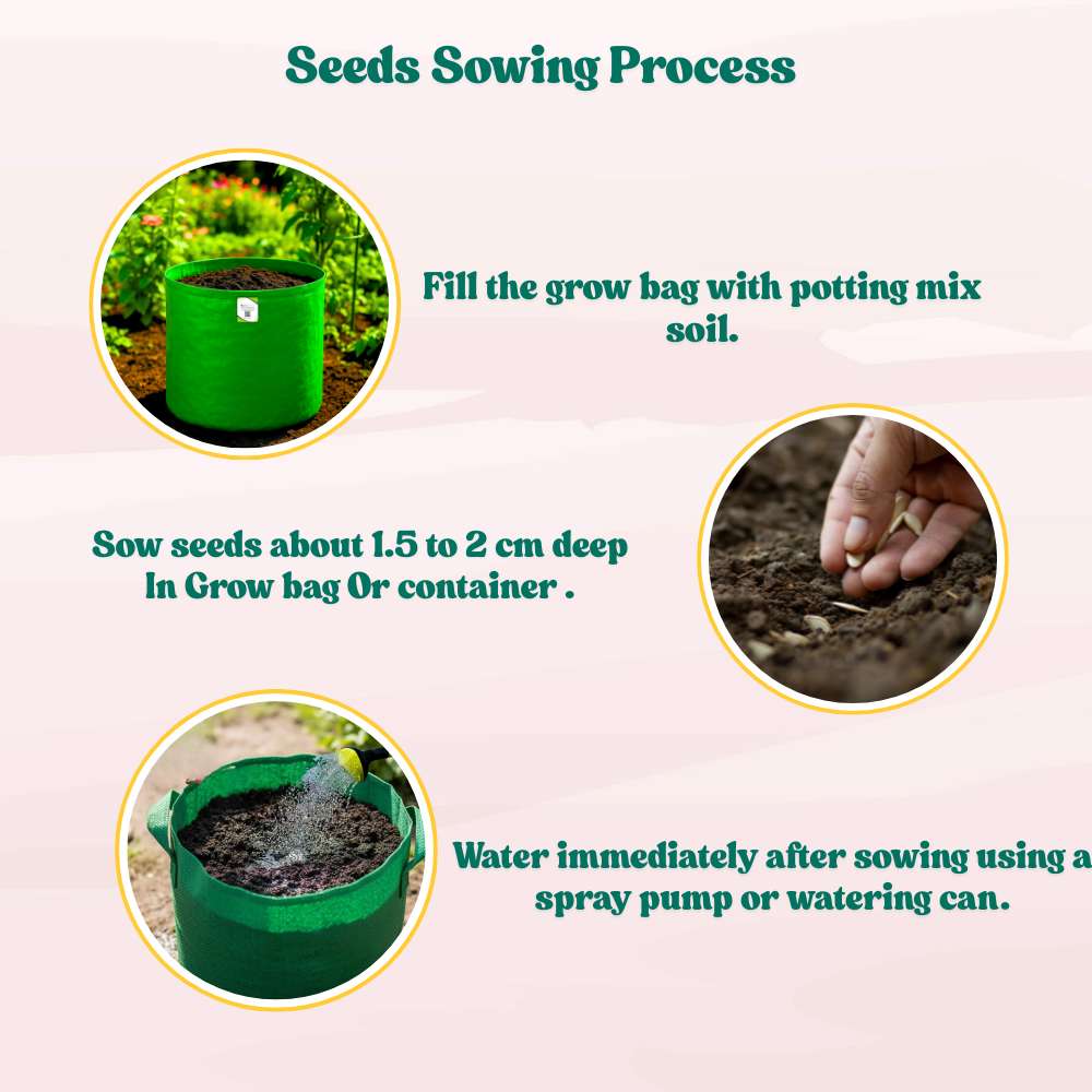 Musk Melon Round With Greenish Stripes F1 Hybrid Seeds (12 Seeds) Easy To grow, High Germination, High Yield Kharbooj Seeds for Home Gardening - Image 6