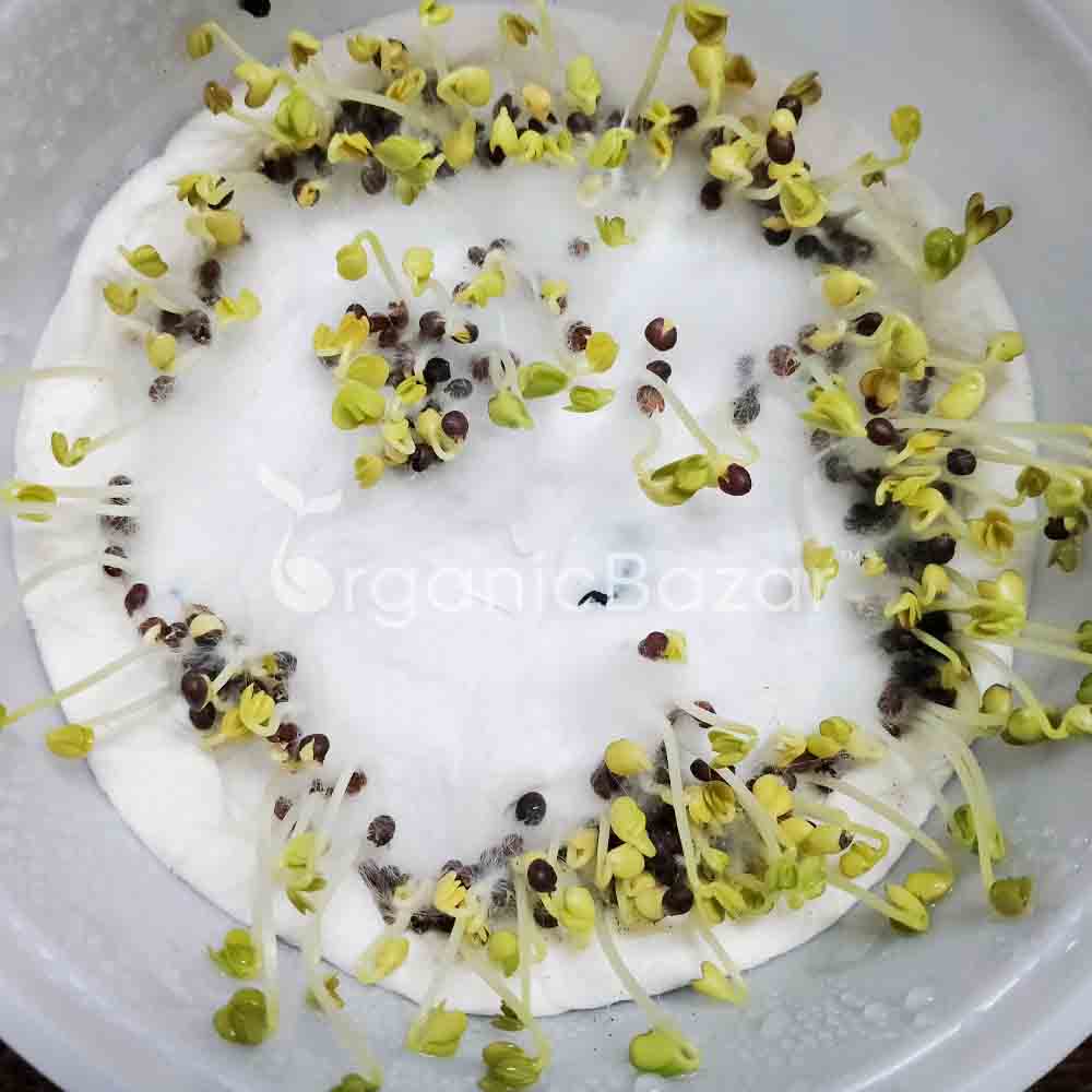 Mustard (Sarson) Seeds (सरसों के बीज) - 1000 Seeds - Image 4