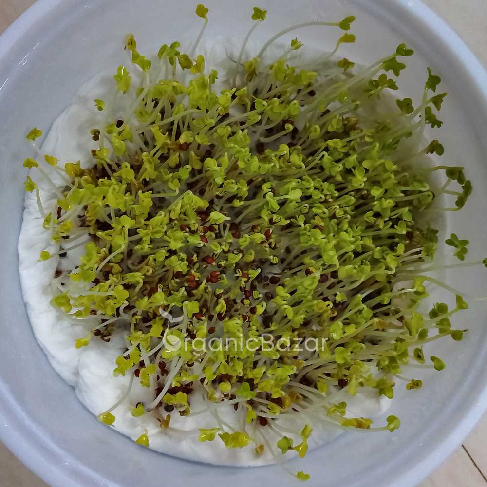 Mustard Microgreen Seeds (25g) - Image 4