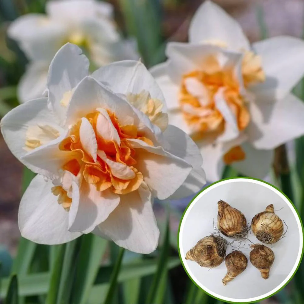 Narcissus Replete Flower Bulbs (05 Bulbs) - Image 2