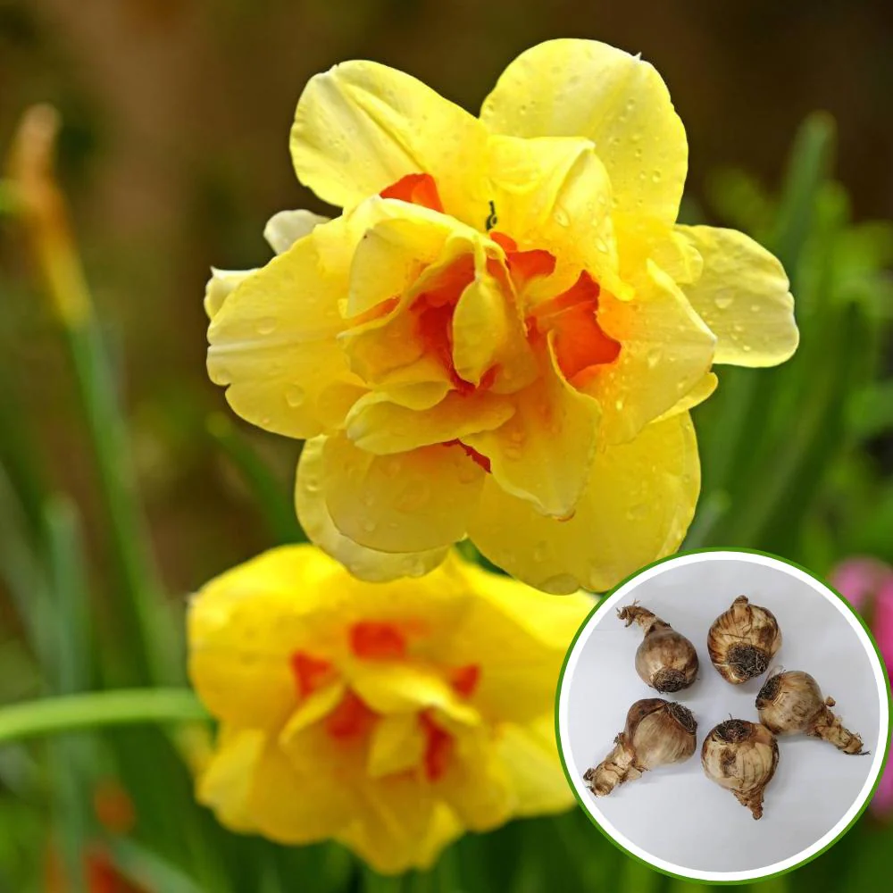 Narcissus Tahiti Flower Bulbs (05 Bulbs) - Image 2