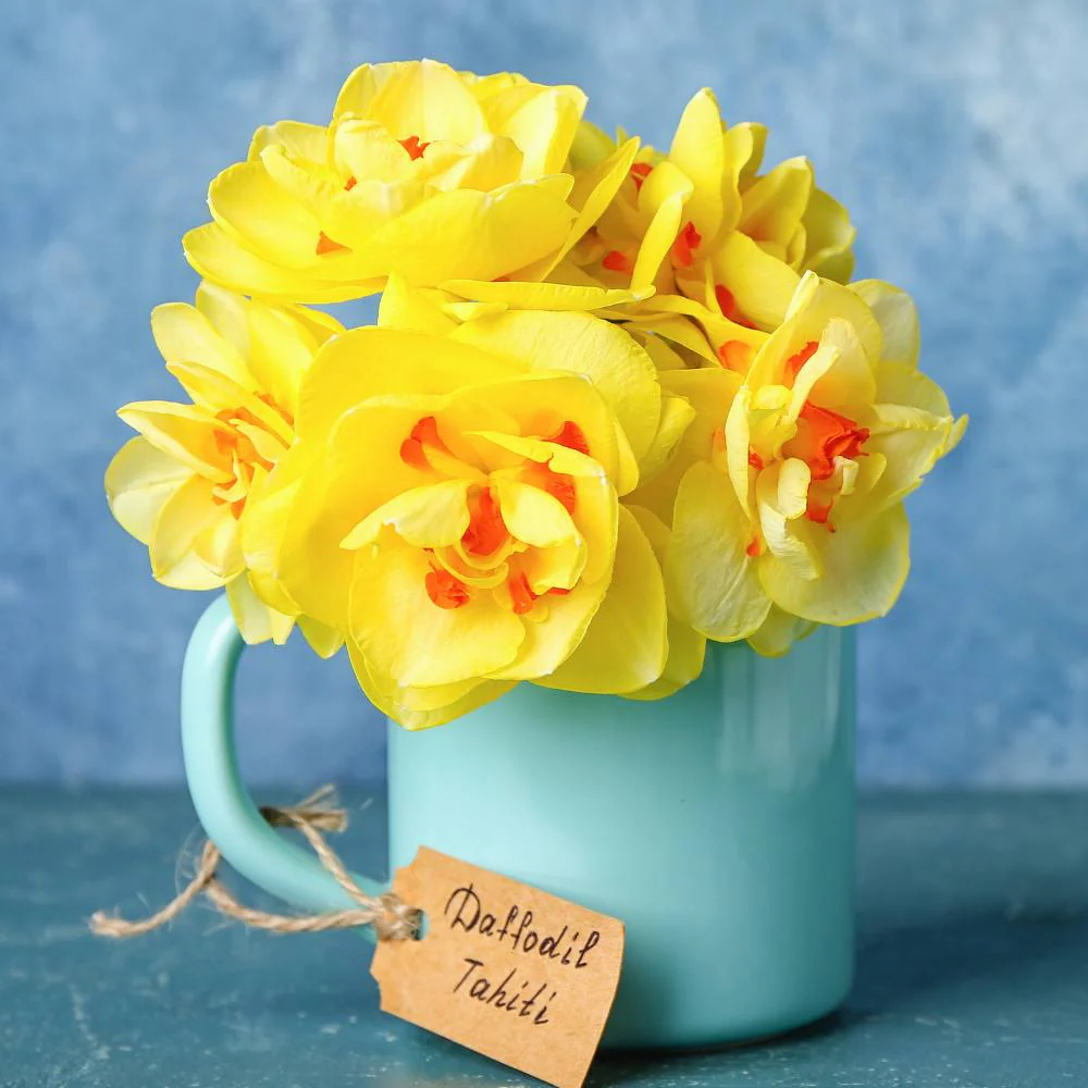 Narcissus Tahiti Flower Bulbs (05 Bulbs) - Image 3