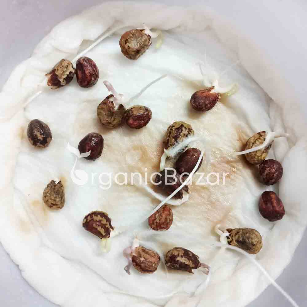 Nasturtium Variegated Mix Seeds (20 Seeds) - Image 3