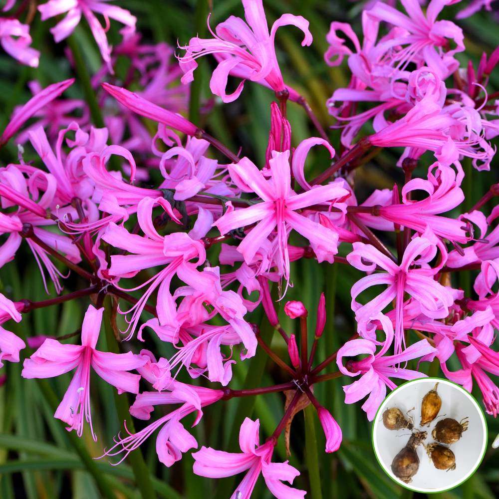 Nerine Lily Pink Flower Bulbs (05N) Guernsey Lily / Jersey Lily For Home Gardening - Image 3