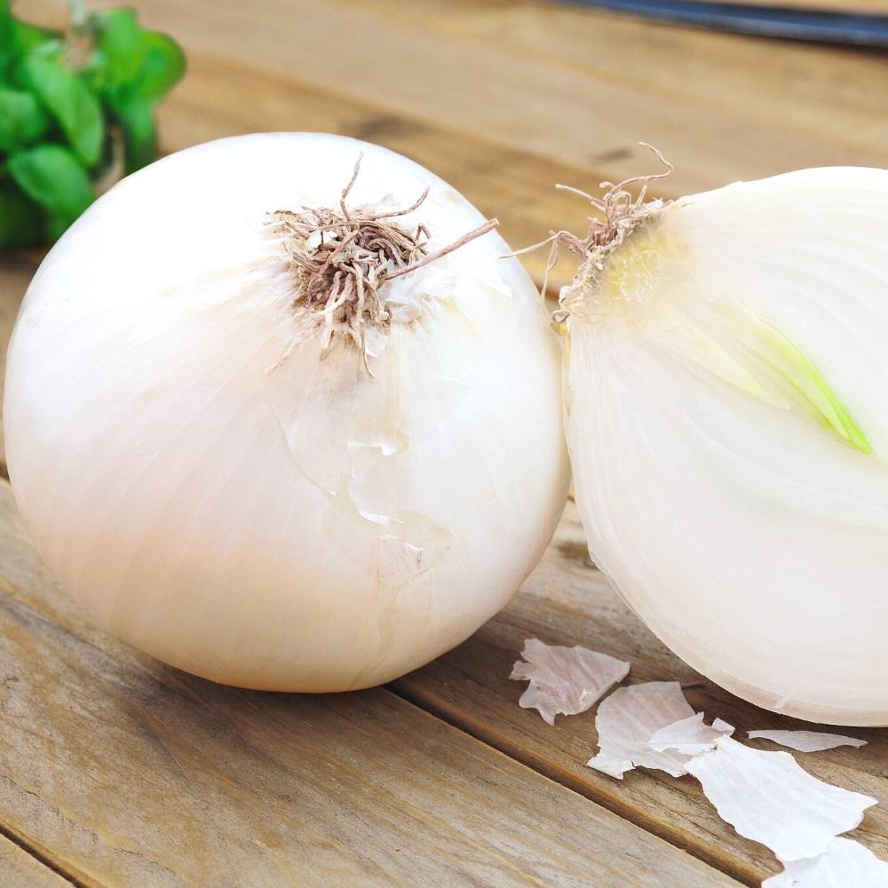 Onion (Pyaj) White Globe Seeds - 500 Seeds (सफेद प्याज के बीज) High Yield/High Germination/Best Seeds for Terrace Gardening - Image 2