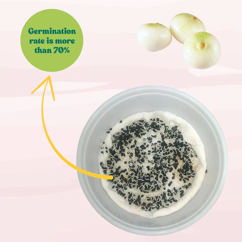 Onion (Pyaj) White Globe Seeds - 500 Seeds (सफेद प्याज के बीज) High Yield/High Germination/Best Seeds for Terrace Gardening - Image 5