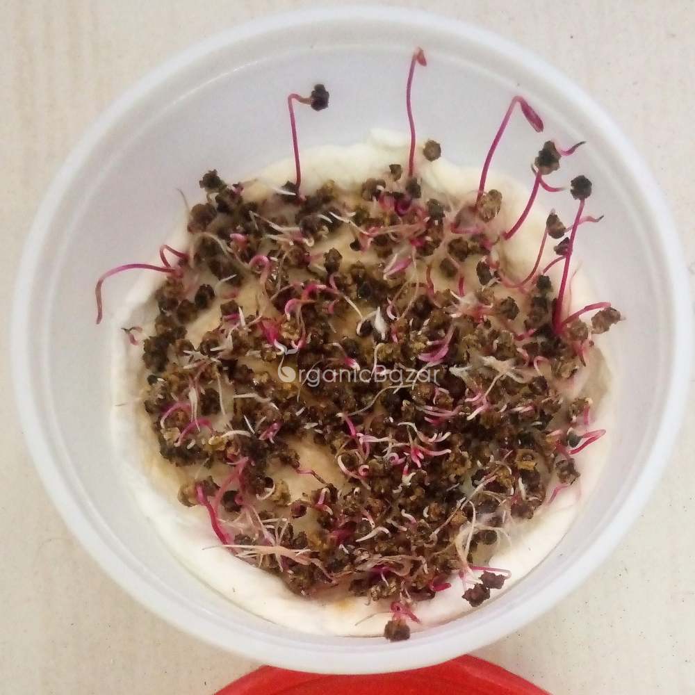 Untreated Beetroot (Chukandar) seeds For Organic Gardening - 200 Seeds (चुकंदर के बीज) - Image 4