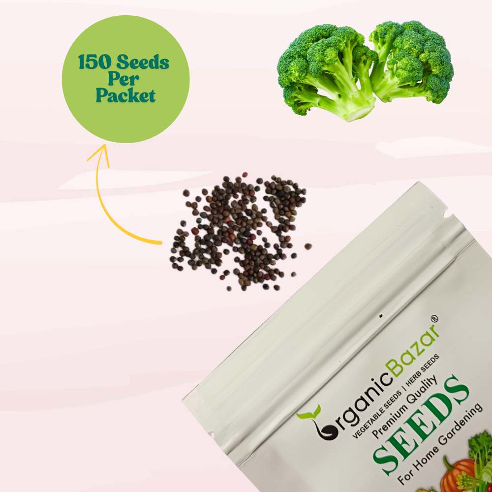 Untreated Broccoli Seeds For Organic Gardening - 150 Seeds (ब्रॉकली के बीज) High Germination /Easy to Grow/Ideal for Terrace/Kitchen Gardening - Image 3