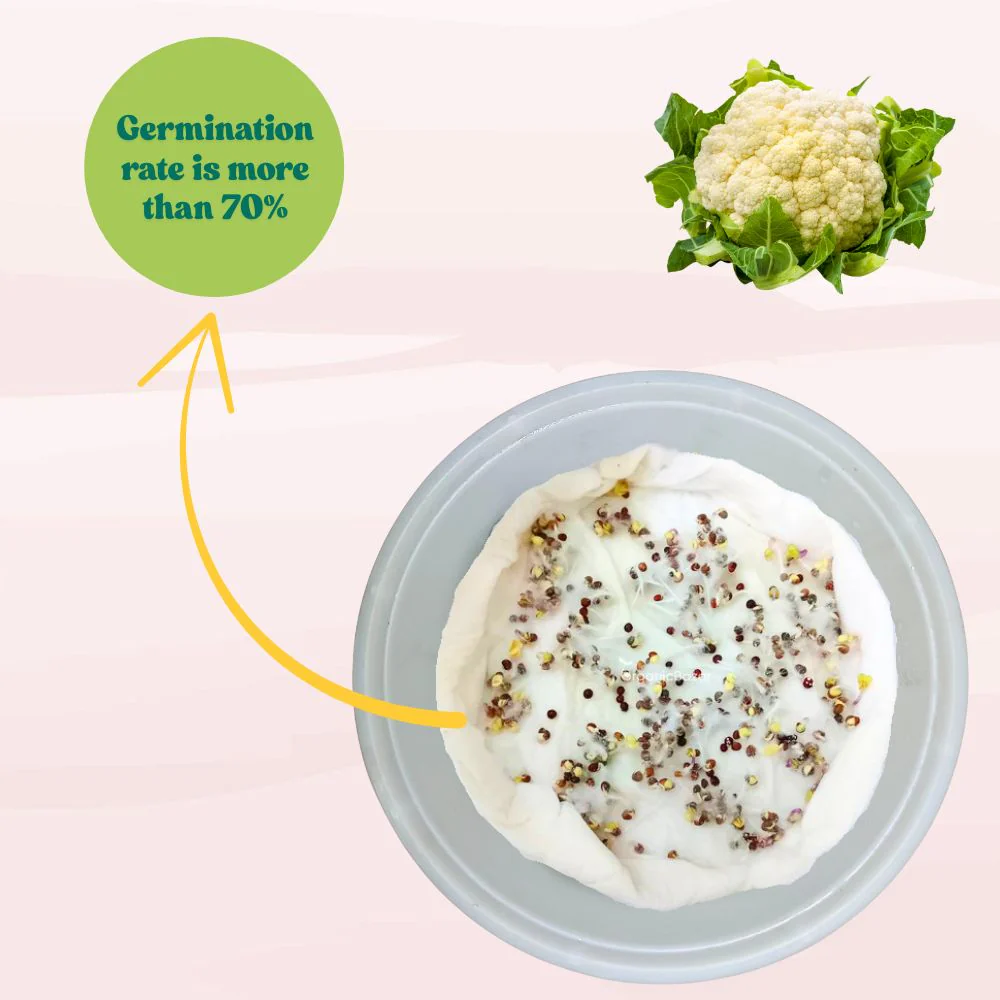 Untreated Cauliflower Seeds For Organic Gardening (200 Seeds) (Phool Gobhi/ फूल गोभी के बीज) High Germination /Easy to Grow/Ideal for Terrace/Kitchen Gardening - Image 4