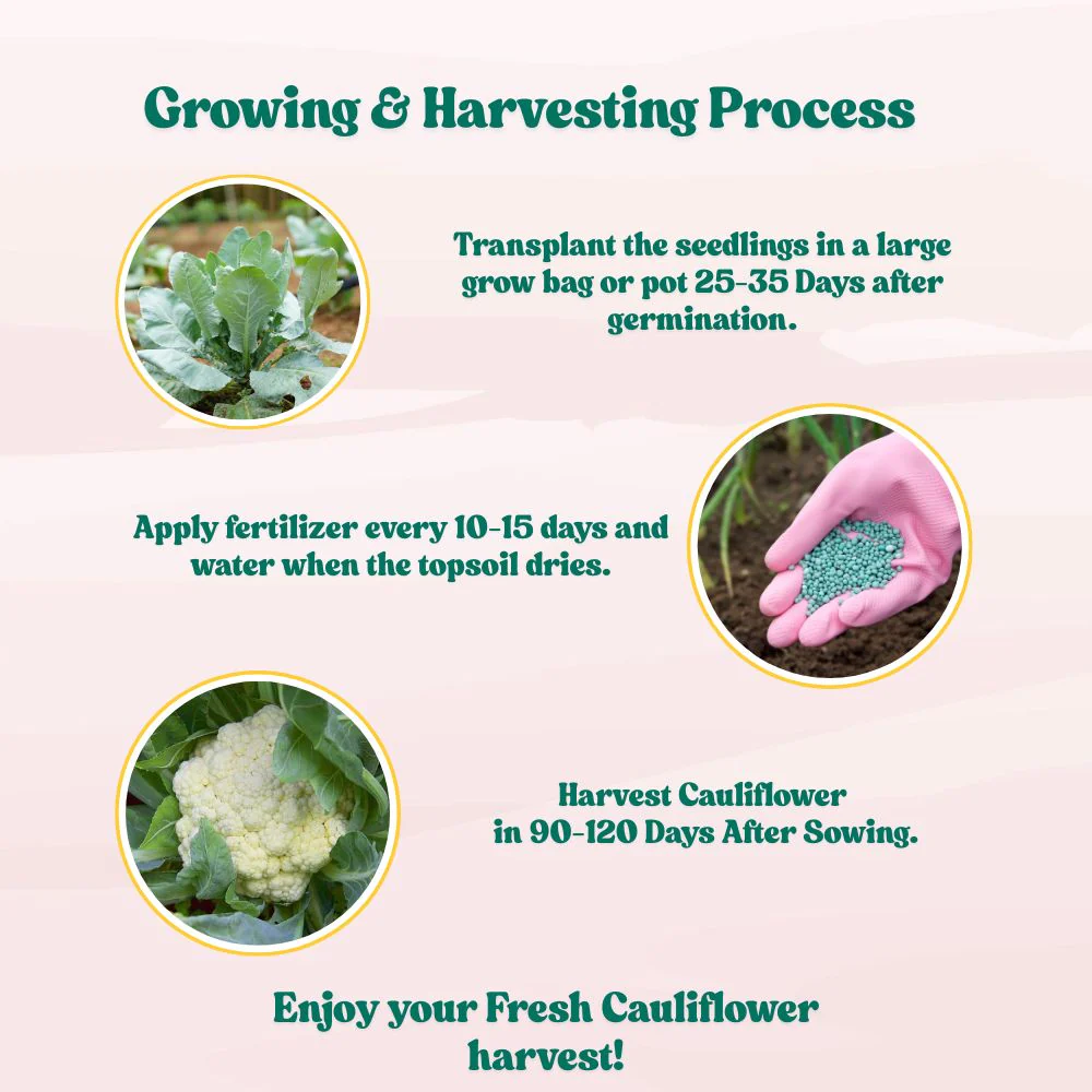 Untreated Cauliflower Seeds For Organic Gardening (200 Seeds) (Phool Gobhi/ फूल गोभी के बीज) High Germination /Easy to Grow/Ideal for Terrace/Kitchen Gardening - Image 6
