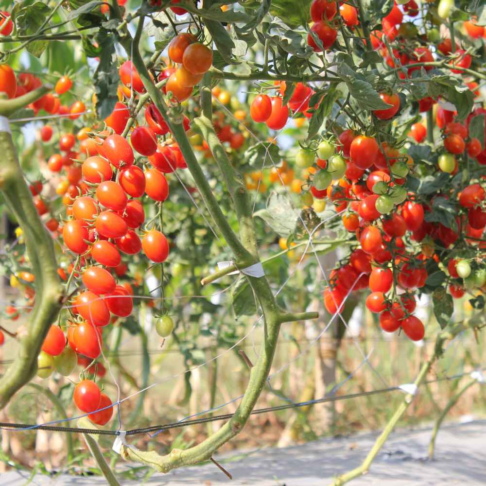 Untreated Cherry Tomato Seeds For Organic Home Gardening - 50 Seeds (चेरी टमाटर के बीज) High Germination, Juicy & Flavorful - Image 3