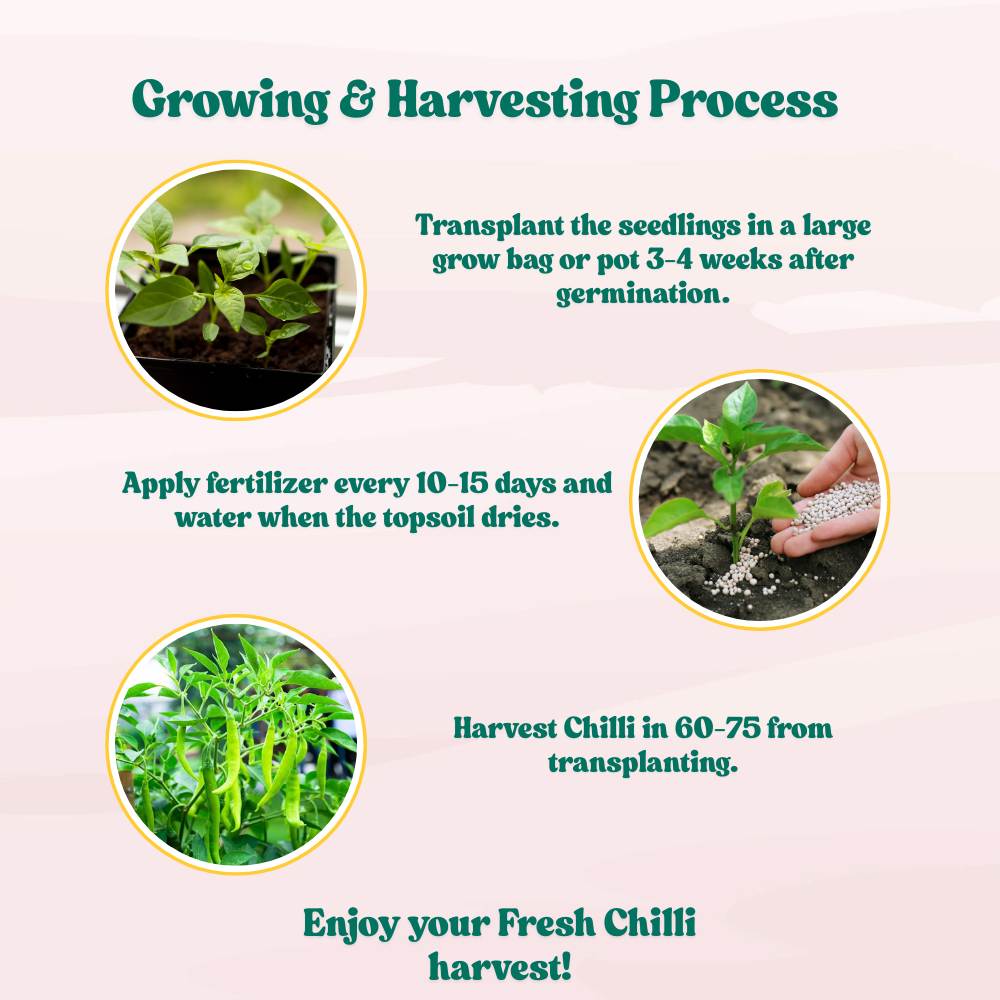 Untreated Chilli Seeds For Organic Gardening - 50 Seeds (Mirch/ मिर्च के बीज) - Image 6