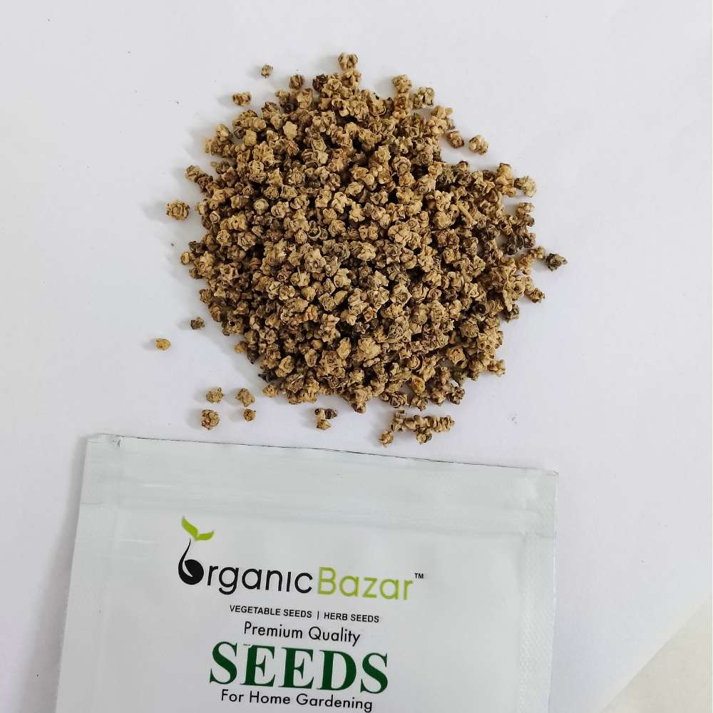 Untreated Spinach Seeds For Organic Gardening - 750 Seeds (Palak/ पालक के बीज) - Image 3