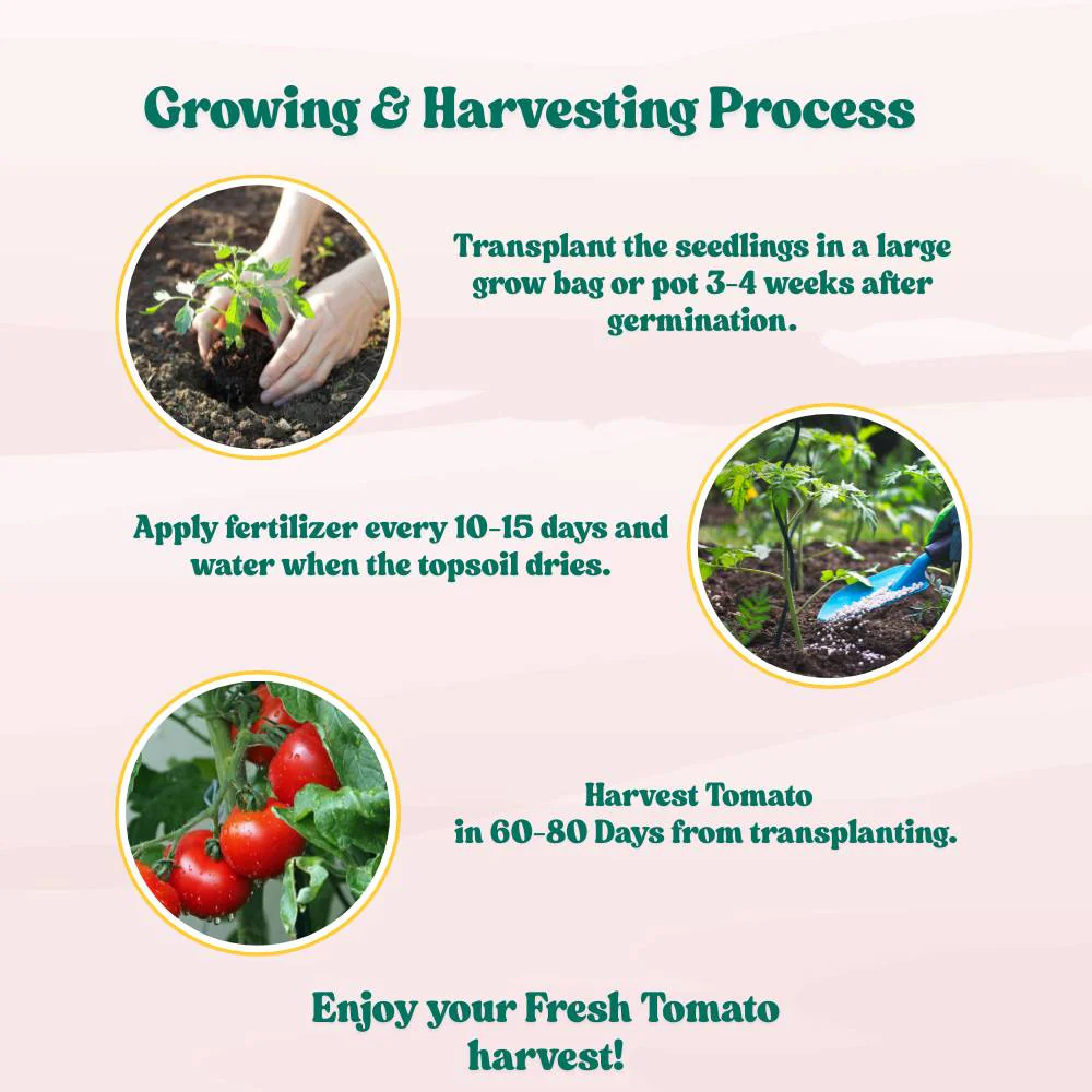Untreated Tomato Seeds For Organic Gardening - 50 Seeds (Tamatar/टमाटर के बीज) High Germination/ Easy to Grow/ Ideal for Terrace/Kitchen Gardening - Image 6