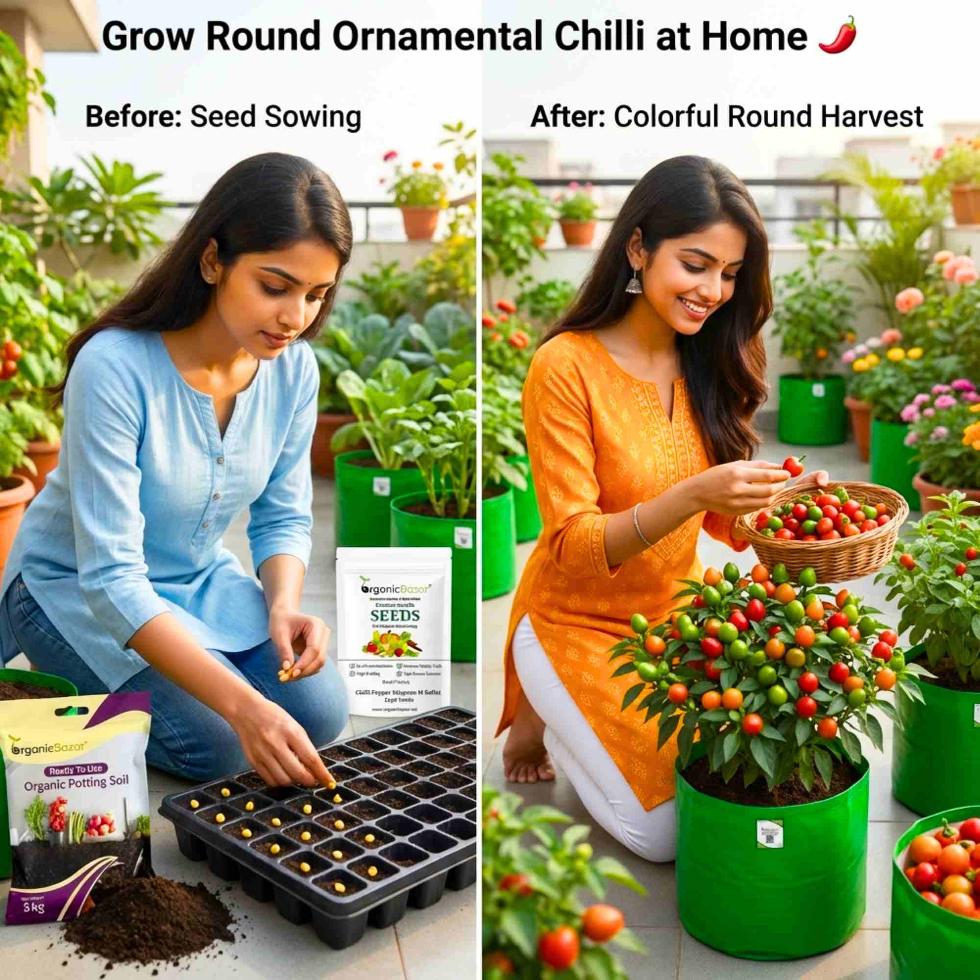 Ornamental Chilly Choice Round Mix Seeds - (50 Seeds) High Yield | High Germination | Best for Home Gardens (मिर्च के बीज) - Image 2